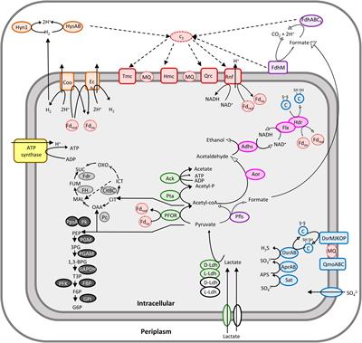 Combining metabolic flux analysis with proteomics to shed light on the metabolic flexibility: the case of Desulfovibrio vulgaris Hildenborough